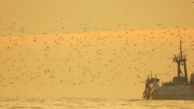 Fishing Trawler Ocean Birds Seabirds foraging near fishing trawler at sea during fishing operation.
