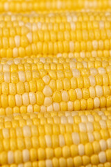 corn for cooking and cooking with juicy yellow grains wet in drops of water, close up