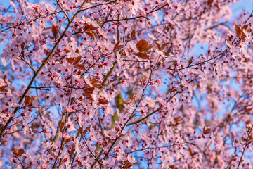 Fototapeta premium Blooming cherry blossoms fill the frame with vibrant pink petals and fresh spring energy under a bright blue sky. Pink sakura blossoms on a sunny spring day. Selective focus