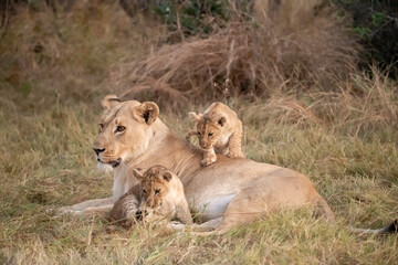 Lions cubs in Wild savannah , play with mother , animal Of Africa 