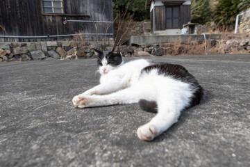 寝そべってくつろぐ可愛い野良猫