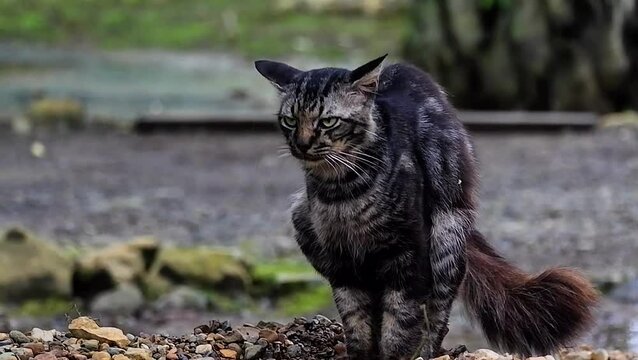 a cat digs in the sand to defecate