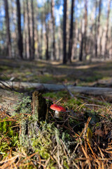 dangerous to life and health red fly agaric in the wild forest in moss and green grass