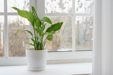 Fresh green decorative houseplant Spathiphyllum in white pot on a windowsill. Ornamental plant, flower breeding, decor fo home interior.