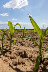 Fototapeta premium corn in a field, sweet corn in eastern Europe against a sky with clouds