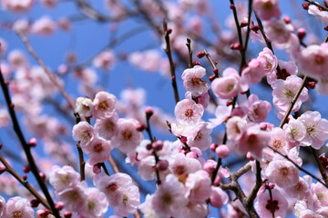 ピンクの梅の花　梅ノ段で咲きこぼれる　（高知県　高知市） © mitumal 