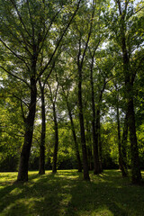 Fototapeta premium park with maple trees with green foliage in late summer, beautiful tall maple trees in sunny weather in the park or forest