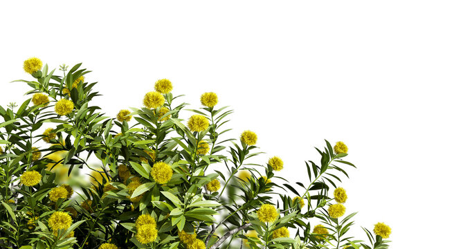 Tropical tree isolated on white.  Xanthostemon chrysanthus plant on transparent. Golden Penda tree.