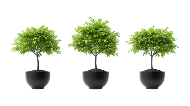 Pack of Maple Tree Plant in Pot set of Three Different Poses set Against Transparent Background for Nature, Gardening, or Seasonal Promotion Projects