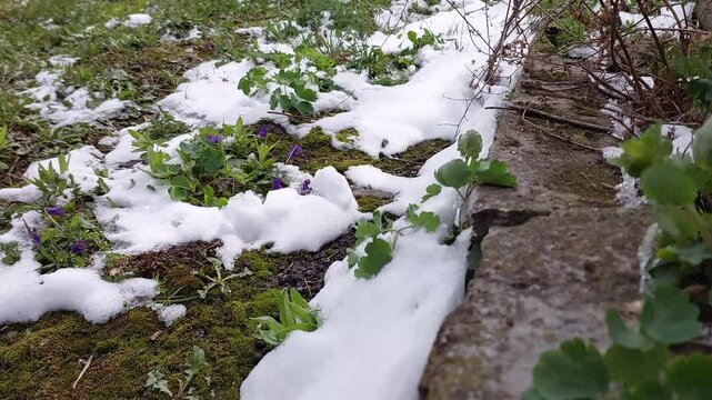 Springs Whisper: Violets in Snows Embrace