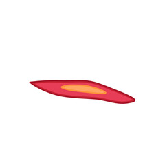 Smooth muscle tissue. Medical vector illustration.