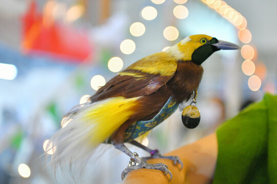 portrait bird-of-paradise apoda on hand 