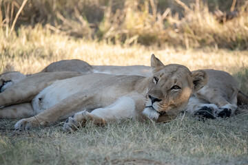 Obraz premium Lion Cubs Playing in Grass – Young African Wildlife in Savuti, Botswana