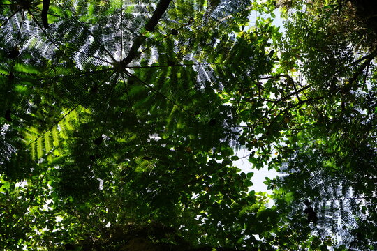 ferns
