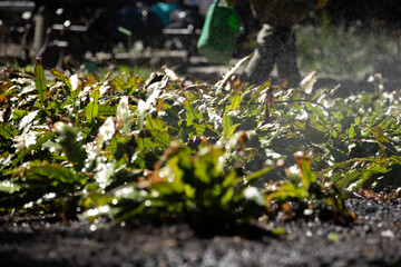 Wet fern leaves being watered in botanical garden