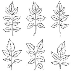 Elegant Nettle Leaf Vector Line Art Design