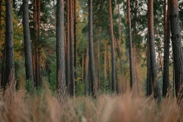Obraz premium A view of an abstract blurred forest with high pine trees