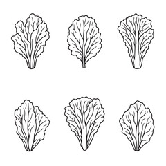 Minimal Lettuce Leaf Vector Line Art Drawing © Nazma Begum