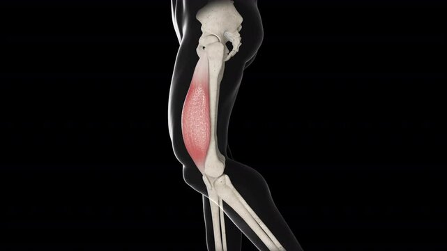 Vastus Lateralis Muscle Movement Side View