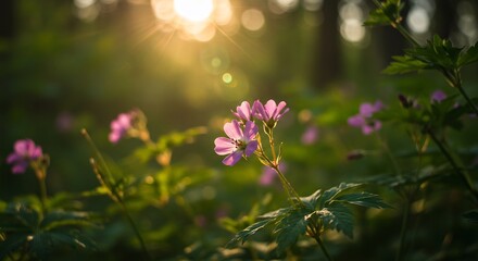 Obraz premium Warm sunset light illuminates delicate purple wildflowers in a lush forest. AI Generated