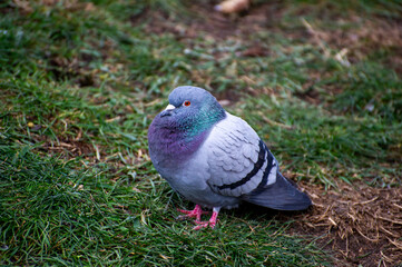 pigeon on the grass
