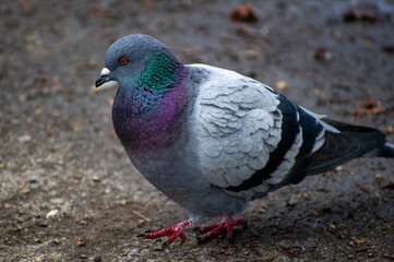 pigeon in the park