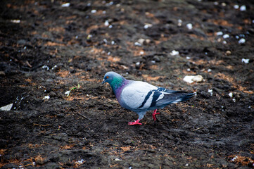 pigeon on the ground