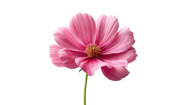 isolated transparent Background. light pink cosmos flower with delicate petals and soft natural shadow, exuding beauty and grace