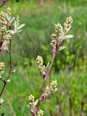 Amelanchier Canadensis buds in early spring. It produces delicate white flowers. A small tree commonly found in eastern North America.