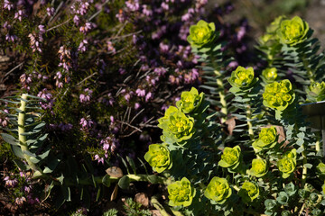 Dewy Green Euphorbia and Heather in Spring Garden