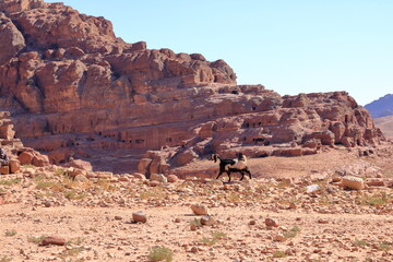 Goats in the area of Wadi Musa, Petra, Jordan