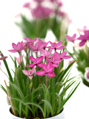 鉢植えのロードヒポキシス