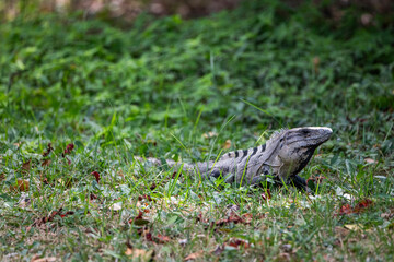 Iguanas de diferentes tipos en el parque Xcaret de Rivera Maya en México, están por todo el parque y en las rocas