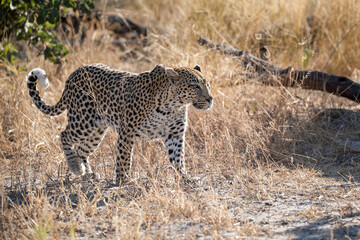 Fototapeta premium Leopard in wild savannah , Animal of africa