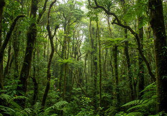 Fototapeta premium Lush Rainforest Canopy Tropical Trees, Ferns, Dense Forest Landscape, Nature, Green Environment