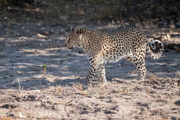 Obraz premium Leopard in wild savannah , Animal of africa