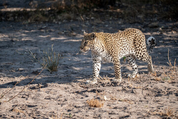 Naklejka premium Leopard in wild savannah , Animal of africa