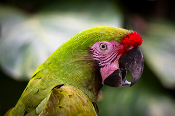 Aves en el aviario de Xcaret en Rivera Maya, México, en libertad y muy bien cuidados 