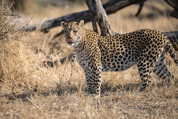 Leopard Hidden in Golden Grass – Animal of Africa -Leopard in wild savannah 