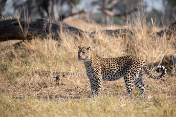 Leopard Hidden in Golden Grass – Animal of Africa -Leopard in wild savannah 