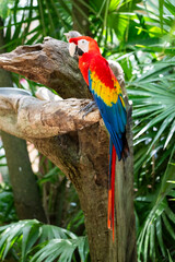 Aves en el aviario de Xcaret en Rivera Maya, México, en libertad y muy bien cuidados 