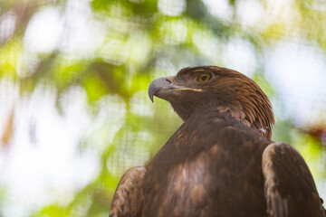 Aves en el aviario de Xcaret en Rivera Maya, México, en libertad y muy bien cuidados 