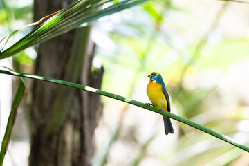 Aves en el aviario de Xcaret en Rivera Maya, México, en libertad y muy bien cuidados 