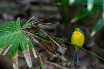 Aves en el aviario de Xcaret en Rivera Maya, México, en libertad y muy bien cuidados 