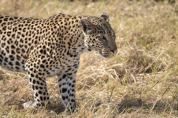 Fototapeta premium Leopard Hidden in Golden Grass – Animal of Africa -Leopard in wild savannah 