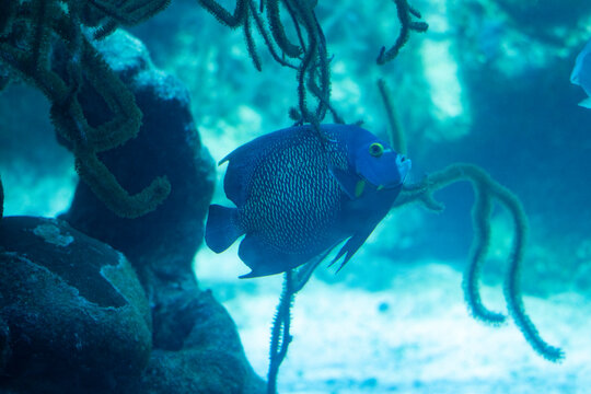 Peces de colores y diferentes formas en el acuario de Xcaret en Rivera Maya 
