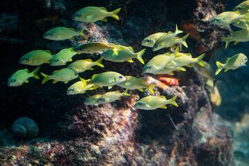 Peces de colores y diferentes formas en el acuario de Xcaret en Rivera Maya 
