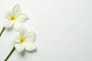 Delicate white flower petals on white backdrop, pastel, closeup