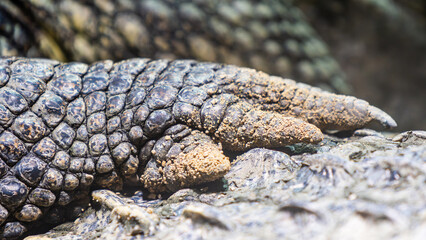 Close-up of a crocodiles rough, scaly foot resting on its body, showcasing texture and strength