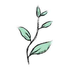 Branch with green leaves hand drawn illustration. Floral element design. Hand drawn botanical illustration